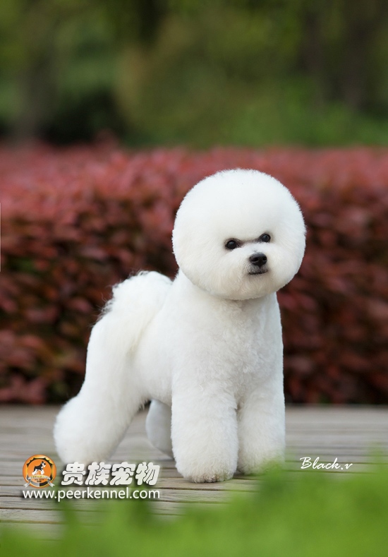 寵物美容培訓(xùn)/武漢貴族鼎盛寵物有限公司